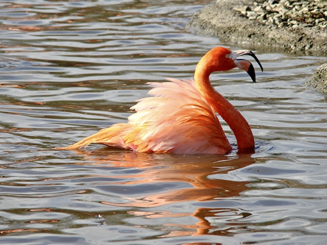 Caribbean flamingo
